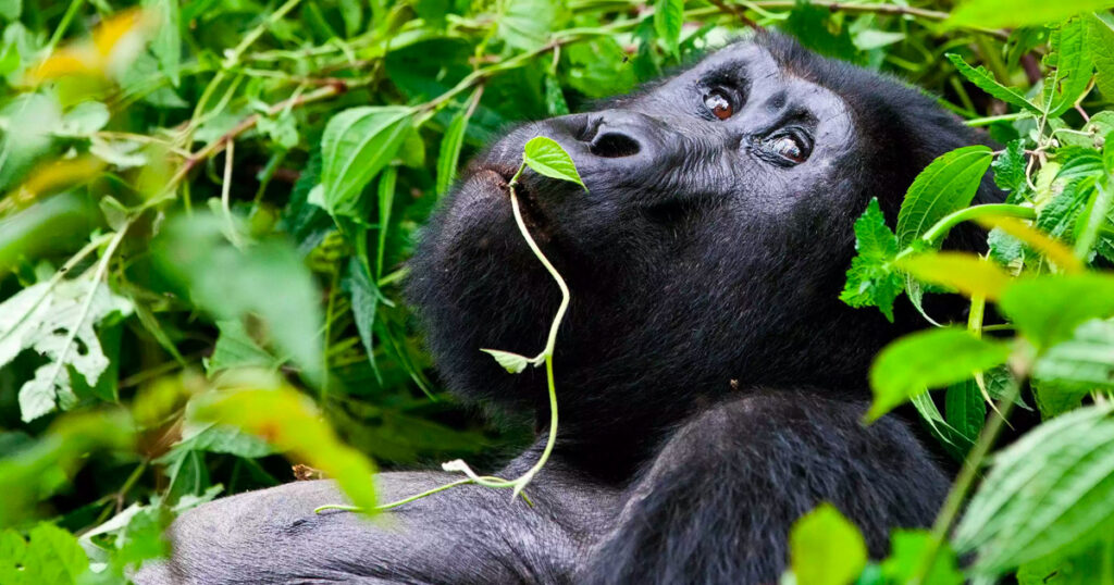 Gorilla